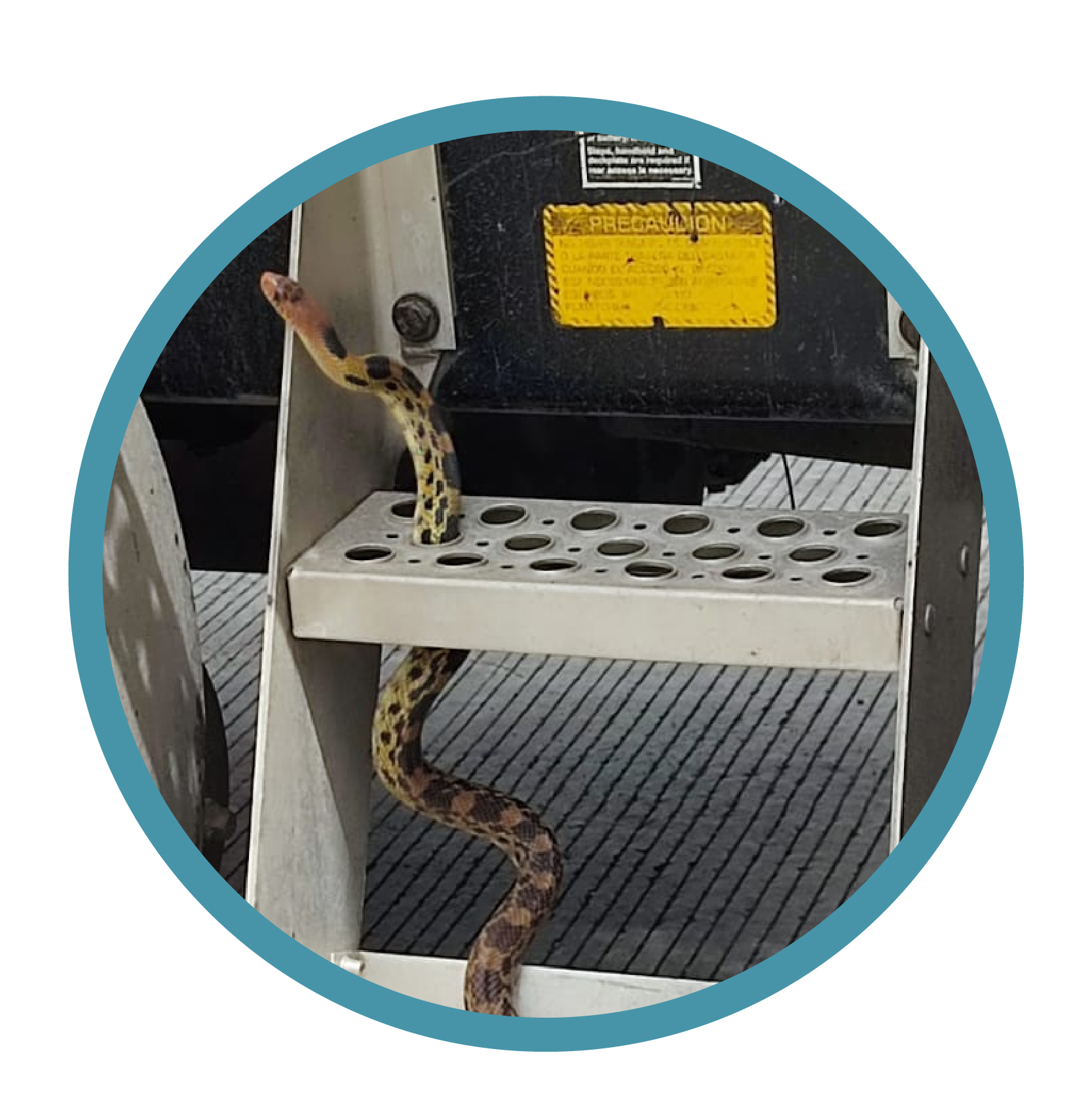 Servicio de Plaga Cuarentenaria